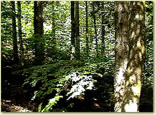 links-1
